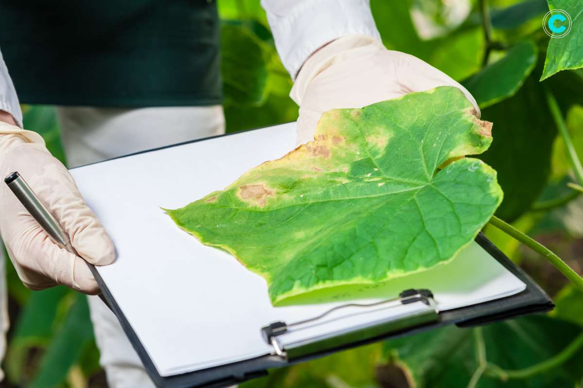 Agriculture: Plant Disease Detection Using Machine Learning | CyberPro Magazine